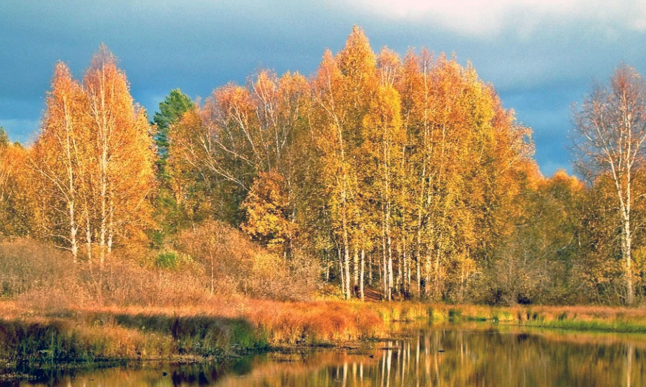 images/banners/zoloto.jpg