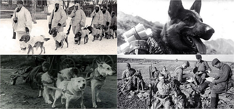 О собаках на войне